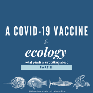 Horseshoe Crabs & a COVID-19 Vaccine