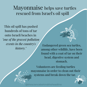 Mayonnaise: the condiment that can save turtles?